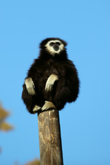 white handed gibbon on a tree limb