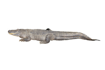Crocodile isolated on white background