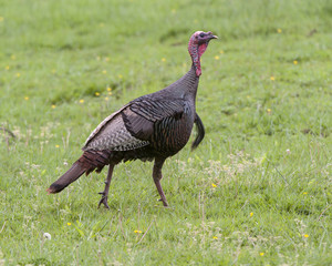 Wild turkey walking through a field