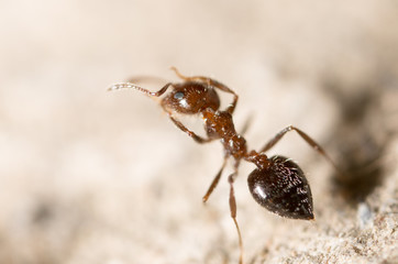 ant on the ground. macro