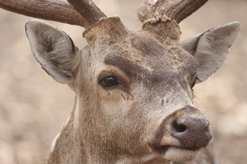 Beautiful looking deer with anxious face in park