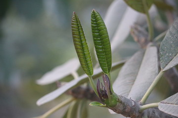 Budding leaves in tree looks gorgeous