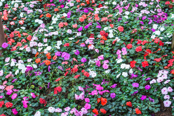 Colorful flowers are in beautiful garden