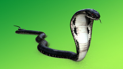 3d King Cobra Black Snake The world's longest venomous snake isolated on green background, King cobra snake 3d illustration, Red eye 3d Rendering