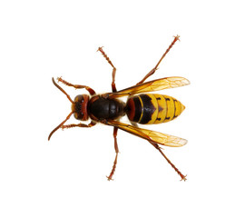 hornet isolated on white