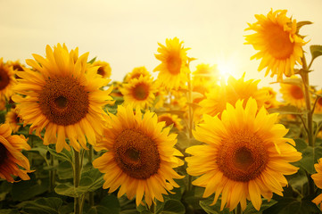 Obraz premium sunflowers and sun