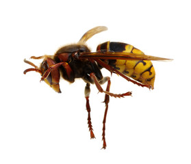 hornet isolated on white