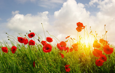 Fototapeta premium Red poppies on field