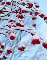  rowan covered with the snow