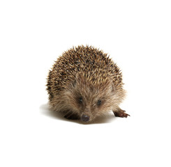 Hedgehog  isolated on white