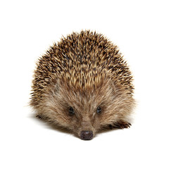 Hedgehog  isolated on white