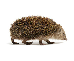 Hedgehog  isolated on white
