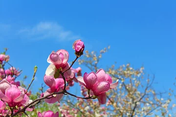 Store enrouleur occultant sans perçage Magnolia Fleur de magnolia