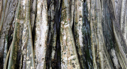 Obraz premium Detail eines riesigen knorrigen Baumstamms im Regenwald