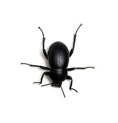 black beetle on white