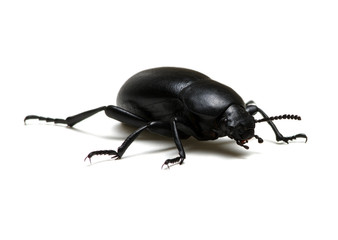 black beetle on white
