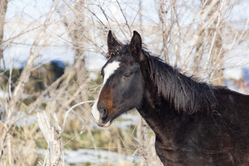 Obraz premium a horse in a pasture in winter