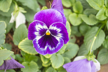 Colorful flowers are in beautiful garden