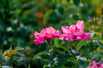 Obraz premium fresh roses in natural background in garden