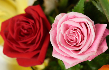 Two roses in bush