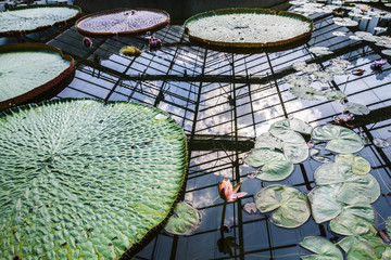 Artiistic composition with beautiful and ornamental giant water lily with sky and framework reflection
