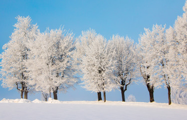 Bäume mit Eiskristallen und blauer Himmel