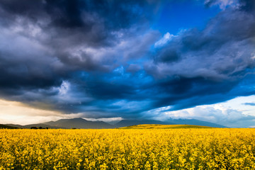 Fototapeta premium Rapeseed fields with dramatic stormy clouds