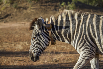 Plains zebra in Kruger National park, South Africa