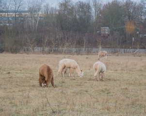 2016_12_28 Saarbrücken afternoon walk