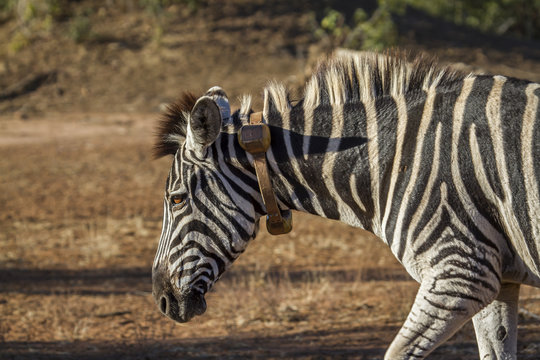 Fototapeta Plains zebra in Kruger National park, South Africa