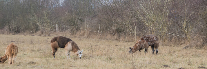 2016_12_28 Saarbrücken afternoon walk