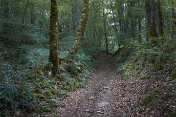 Obraz premium Forest_1