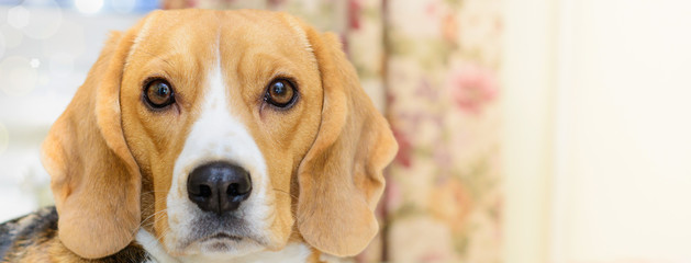Beagle dog banner or background