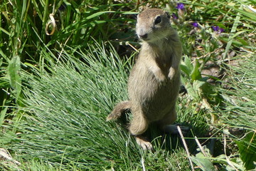 suslik lurking in the grass 