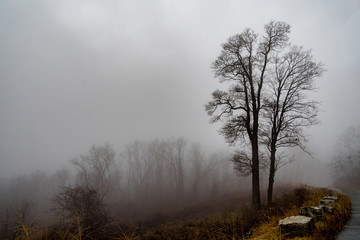 Fototapeta na wymiar Fog