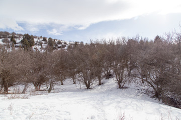 Nature in the Tien Shan mountains in winter. Kazakhstan