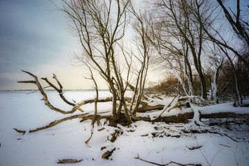 D, Bodensee, Winter im Eriskircher Ried