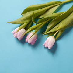 pink tulips flowers arrangement on blue background