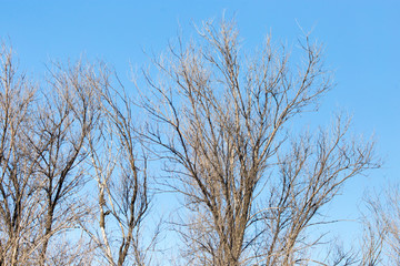 leafless tree branches against the blue sky