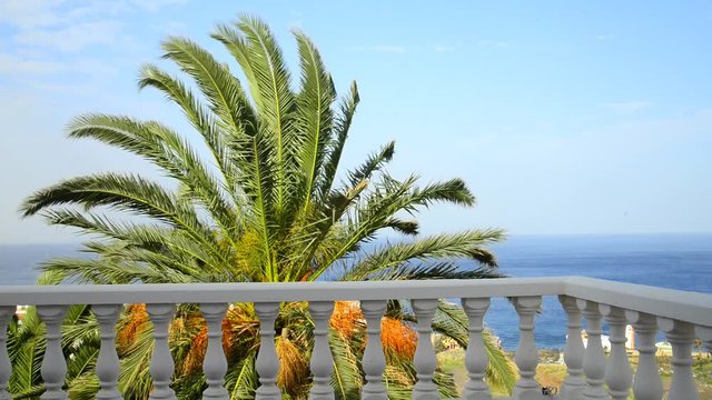 Dachterasse mit Blick zum Atlantik und Dattelpalme 
