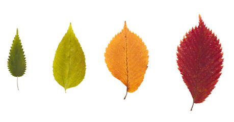 Set of dried leaves of different color for a herbarium. Isolated