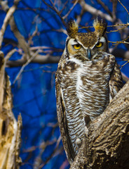 Great Horned Owl