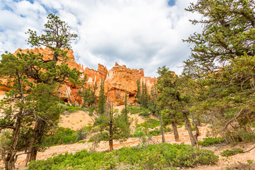 Fototapeta premium Canyon with pine trees