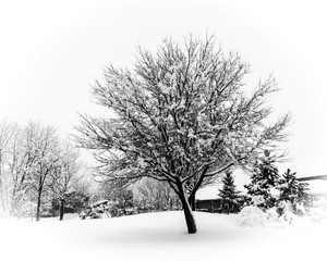 A tree stands alone covered in snow during a harsh Chicago blizzard after the snowfall