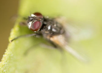 fly on a green leaf. macro