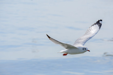 White seagull flying.