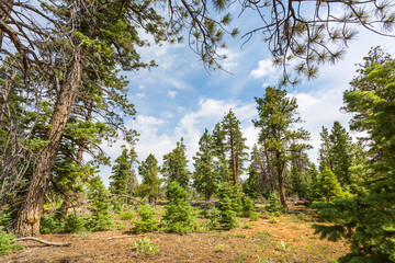 Pine tree forest with dry soil at Bryce Canyon