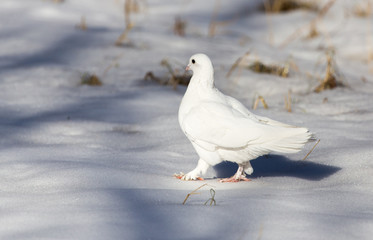 white dove in the snow in the winter