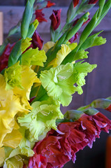 Colorful gladiolas