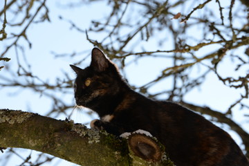 auf Vogeljagd, kleine schwarz - braune Katze lauert auf einem Ast auf Vögel